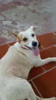 Coxinha