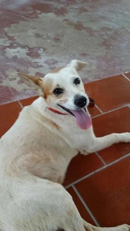 Cachorro ra a SRD idade 3 anos nome Coxinha