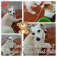 Coxinha