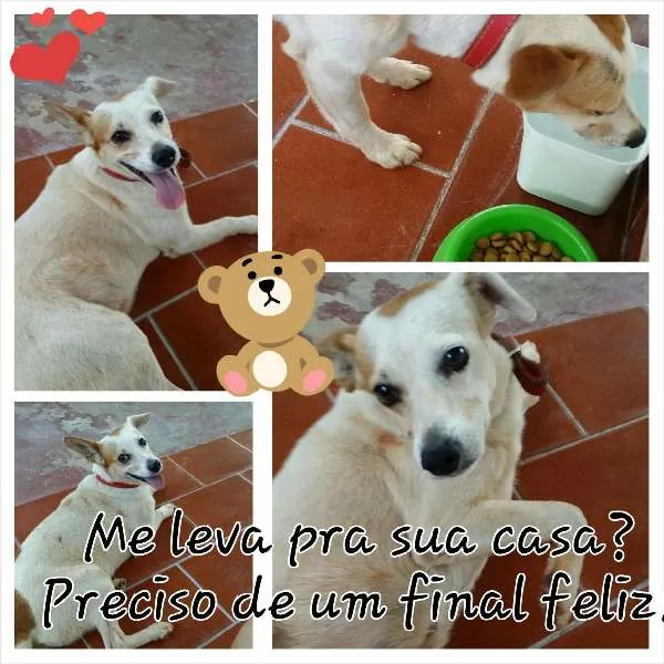 Cachorro ra a SRD idade 3 anos nome Coxinha