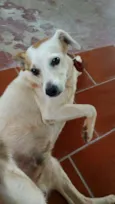 Coxinha