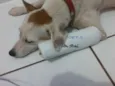 Coxinha