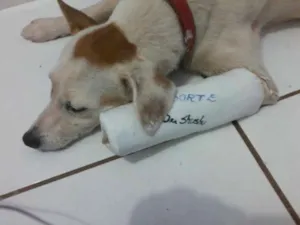 Cachorro raça SRD idade 3 anos nome Coxinha