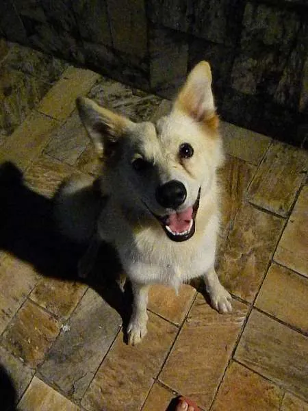 Cachorro raça SRD idade 1 ano nome Taz