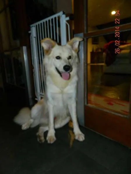 Cachorro raça SRD idade 1 ano nome Taz