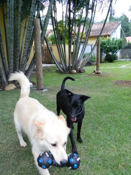 Cachorro raça SRD idade 1 ano nome Taz