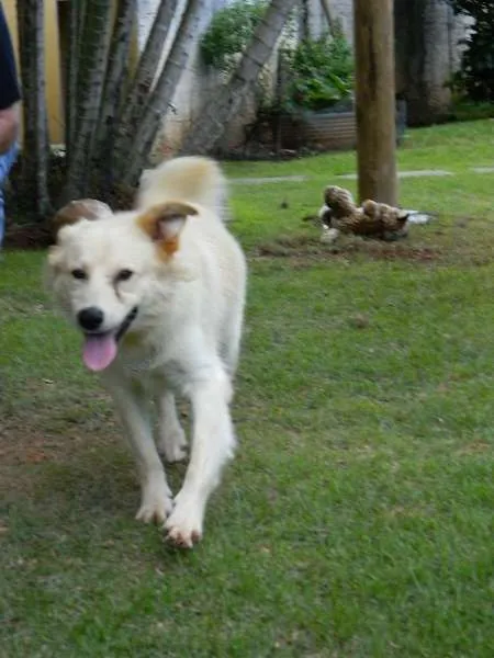 Cachorro raça SRD idade 1 ano nome Taz