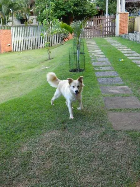 Cachorro raça SRD idade 1 ano nome Taz