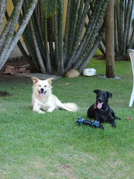 Cachorro raça SRD idade 1 ano nome Taz