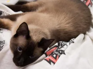 Gato raça Siamês idade 1 ano nome Pipoca