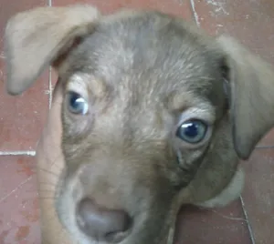 Cachorro raça  idade  nome nao tem