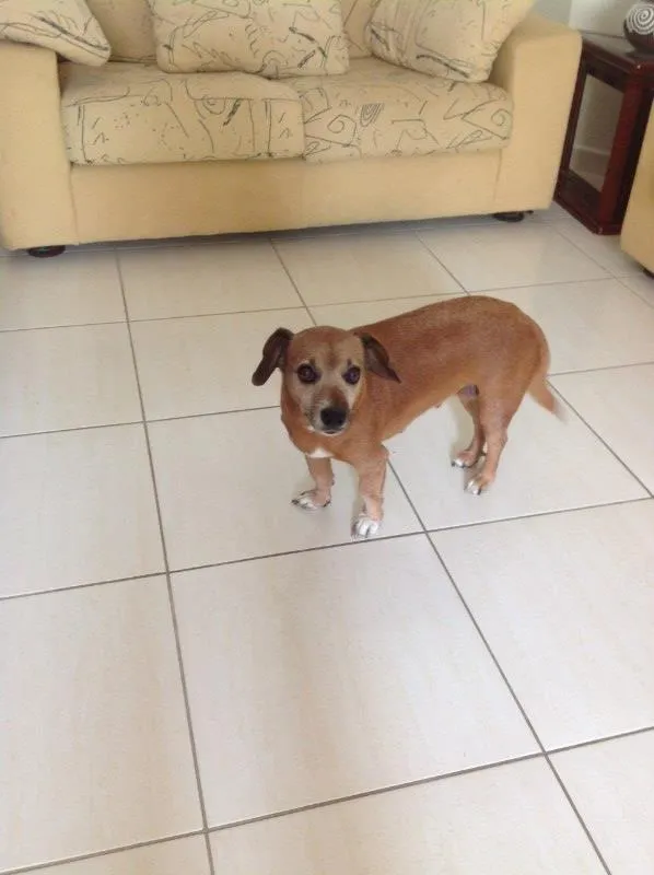 Cachorro ra a SRD idade 6 ou mais anos nome Meg