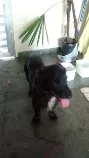 Snoppy