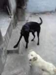 Pipoca e Scott