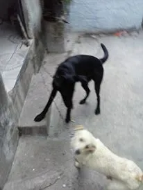 Cachorro ra a SRD idade 3 anos nome Pipoca e Scott