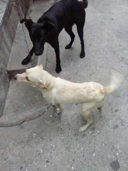 Cachorro ra a SRD idade 3 anos nome Pipoca e Scott