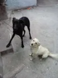 Pipoca e Scott