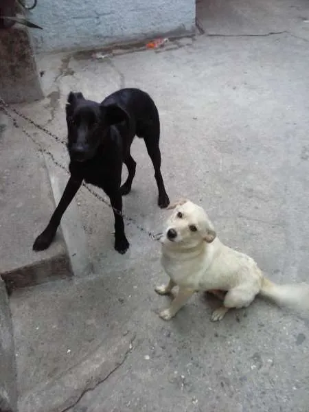 Cachorro ra a SRD idade 3 anos nome Pipoca e Scott