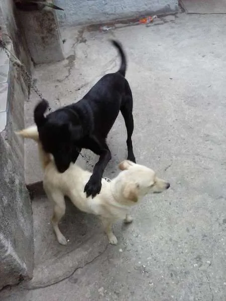 Cachorro ra a SRD idade 3 anos nome Pipoca e Scott