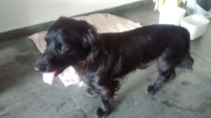 Cachorro ra a SRD idade 2 anos nome Snoppy