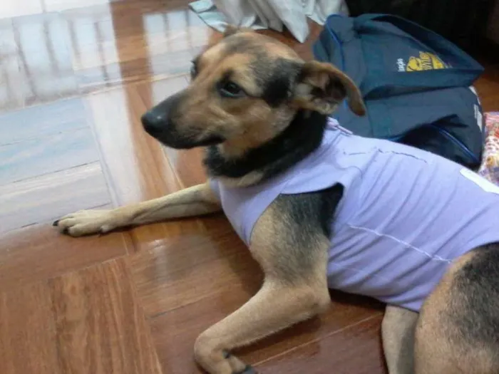 Cachorro ra a SRD idade 1 ano nome Lili