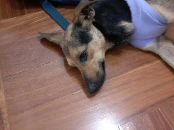 Cachorro ra a SRD idade 1 ano nome Lili