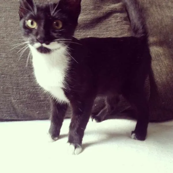 Gato ra a SRD idade 2 a 6 meses nome Sinhinha