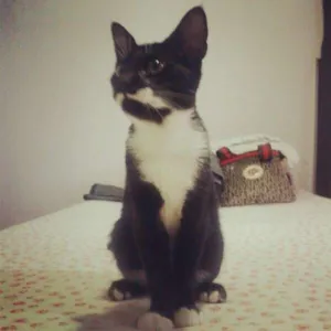 Gato raça SRD idade 2 a 6 meses nome Sinhinha