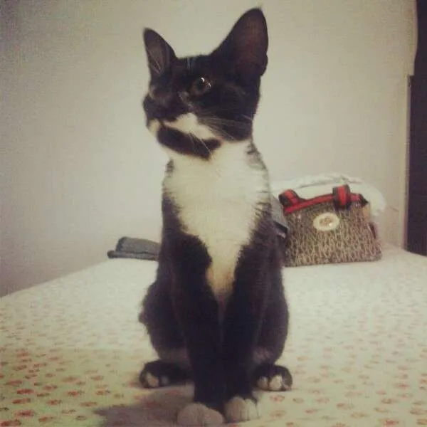 Gato ra a SRD idade 2 a 6 meses nome Sinhinha