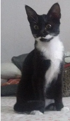 Gato ra a SRD idade 2 a 6 meses nome Sinhinha