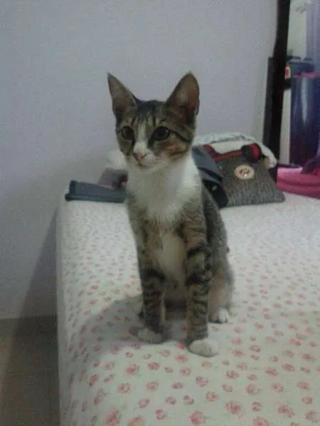 Gato ra a SRD idade 2 a 6 meses nome Abigail