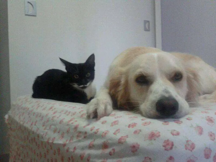 Gato ra a SRD idade 2 a 6 meses nome Sinhinha