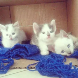 Gato raça SRD idade Abaixo de 2 meses nome *Vários