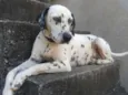 Mel