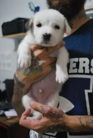 Cachorro raça SRD idade Abaixo de 2 meses nome Floquinho, SRD