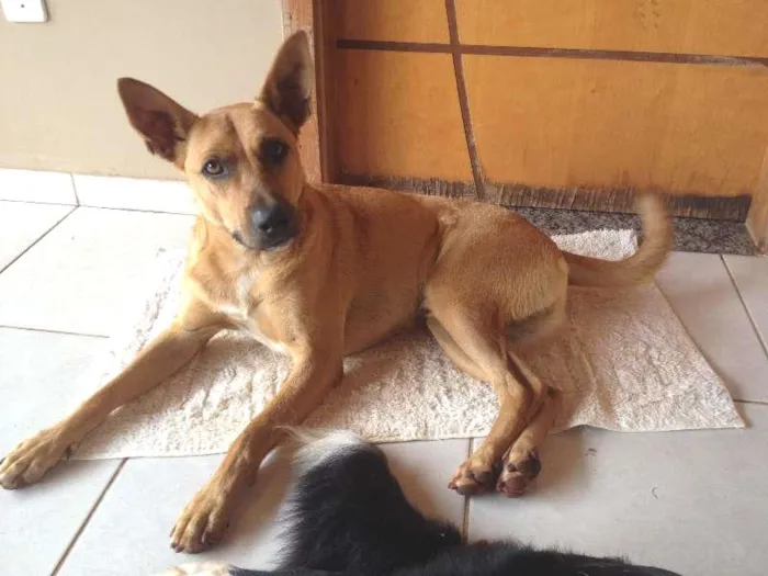 Cachorro ra a RND idade 1 ano nome Tobe