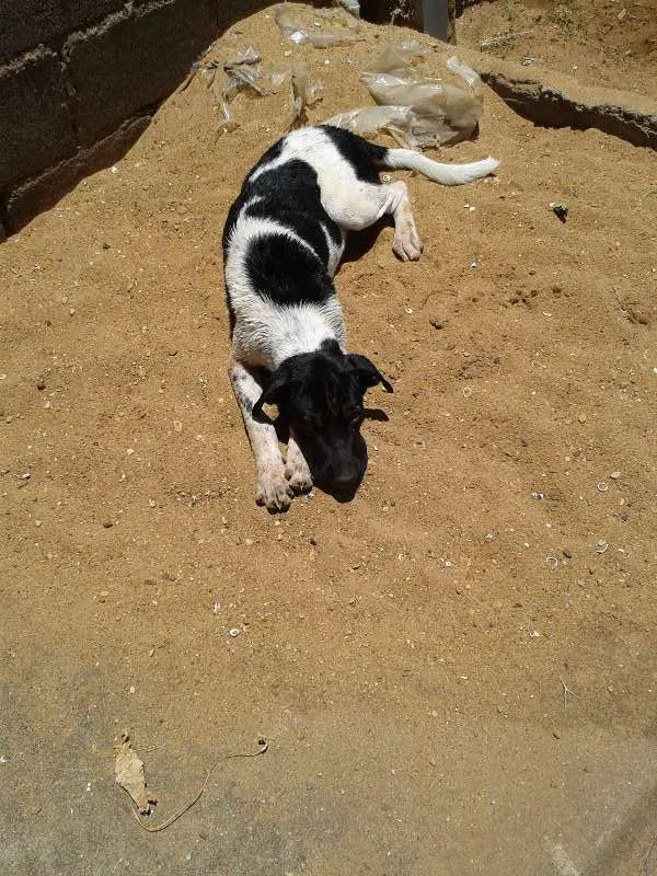 Cachorro ra a mestiço fila idade 2 a 6 meses nome Malloy