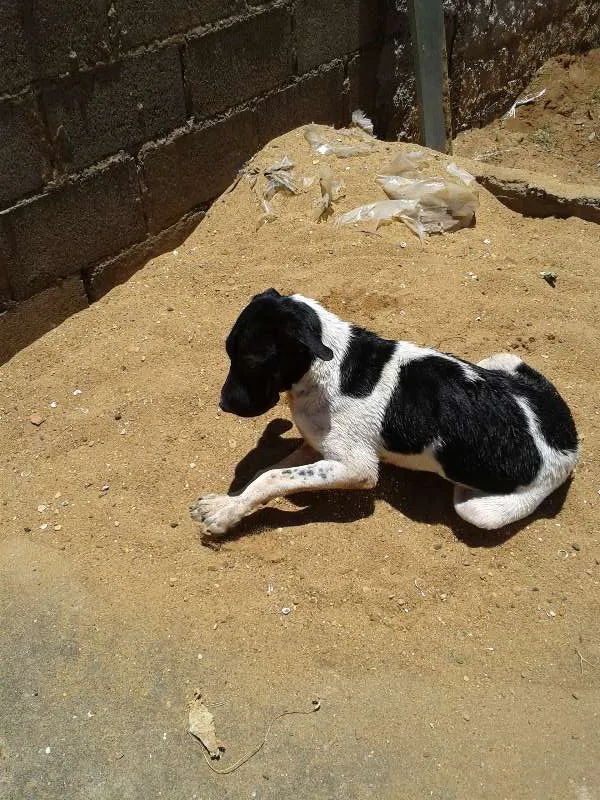 Cachorro ra a mestiço fila idade 2 a 6 meses nome Malloy