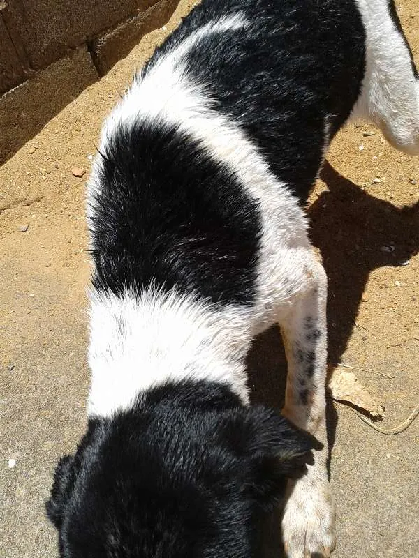 Cachorro ra a mestiço fila idade 2 a 6 meses nome Malloy