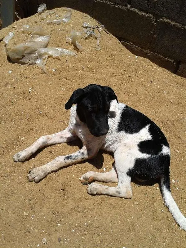 Cachorro ra a mestiço fila idade 2 a 6 meses nome Malloy