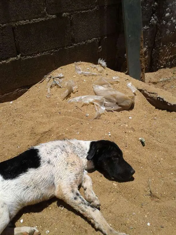 Cachorro ra a mestiço fila idade 2 a 6 meses nome Malloy