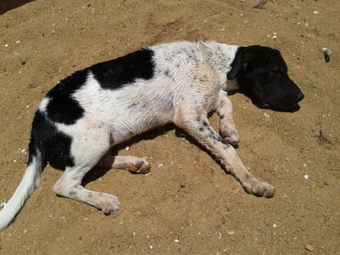 Cachorro ra a mestiço fila idade 2 a 6 meses nome Malloy