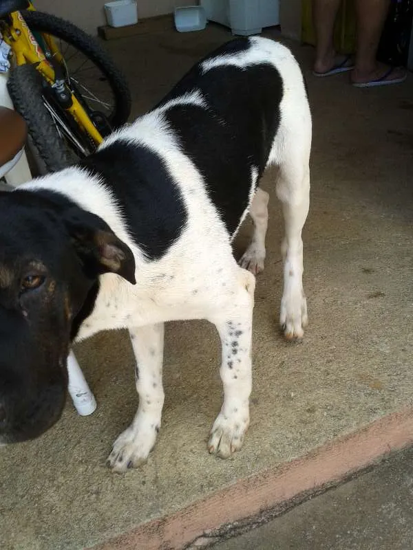 Cachorro ra a mestiço fila idade 2 a 6 meses nome Malloy