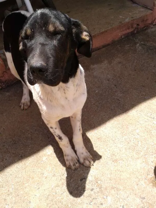 Cachorro ra a mestiço fila idade 2 a 6 meses nome Malloy