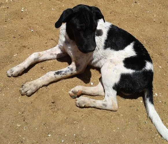 Cachorro ra a mestiço fila idade 2 a 6 meses nome Malloy