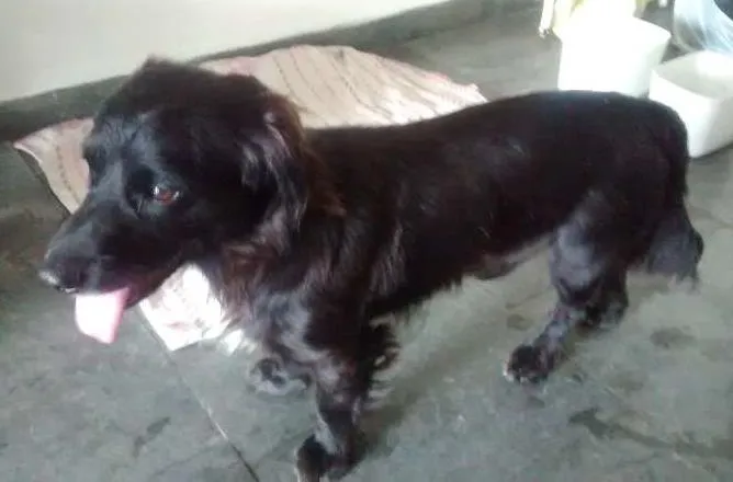 Cachorro ra a SRD idade 2 anos nome Snoppy