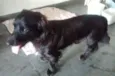 Snoppy