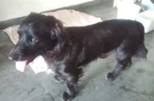 Cachorro raça SRD idade 2 anos nome Snoppy