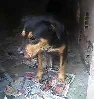 Cachorro raça viralata idade 6 ou mais anos nome Negão