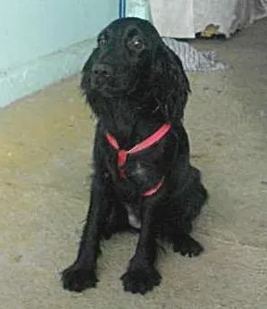 Cachorro raça Cocker idade 5 anos nome ADOTE